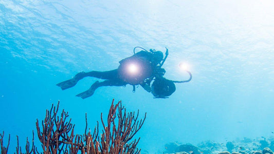 Photographer's Paradise: Capturing Goa's Underwater Beauty Through Scuba Diving - FLYING FISH DIVING INDIA PRIVATE LIMITED