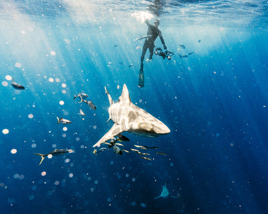 Top 5 dangerous sharks! | Scuba Diving in Goa