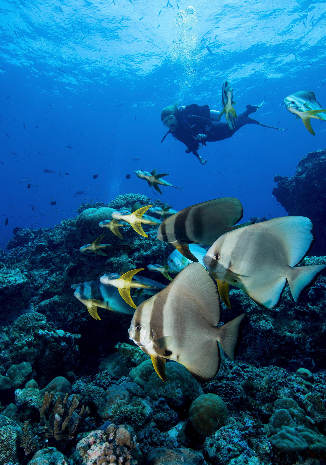 Best Dive Sites in Goa You Must Explore - FLYING FISH DIVING INDIA PRIVATE LIMITED