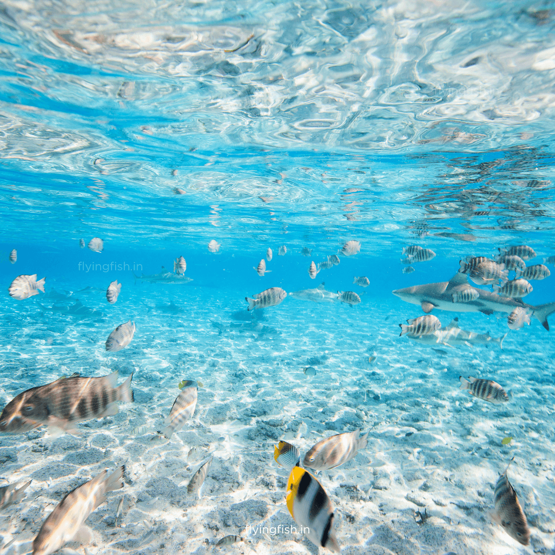 Where do you find Crystal Clear Waters for Scuba Diving? Must Read! - FLYING FISH DIVING INDIA PRIVATE LIMITED