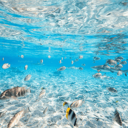 Where do you find Crystal Clear Waters for Scuba Diving? Must Read! - FLYING FISH DIVING INDIA PRIVATE LIMITED