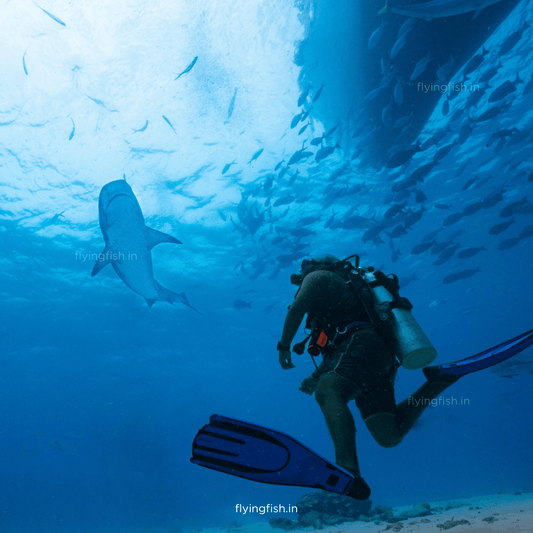 What To Do When You Encounter Shark? Must Read! - FLYING FISH DIVING INDIA PRIVATE LIMITED