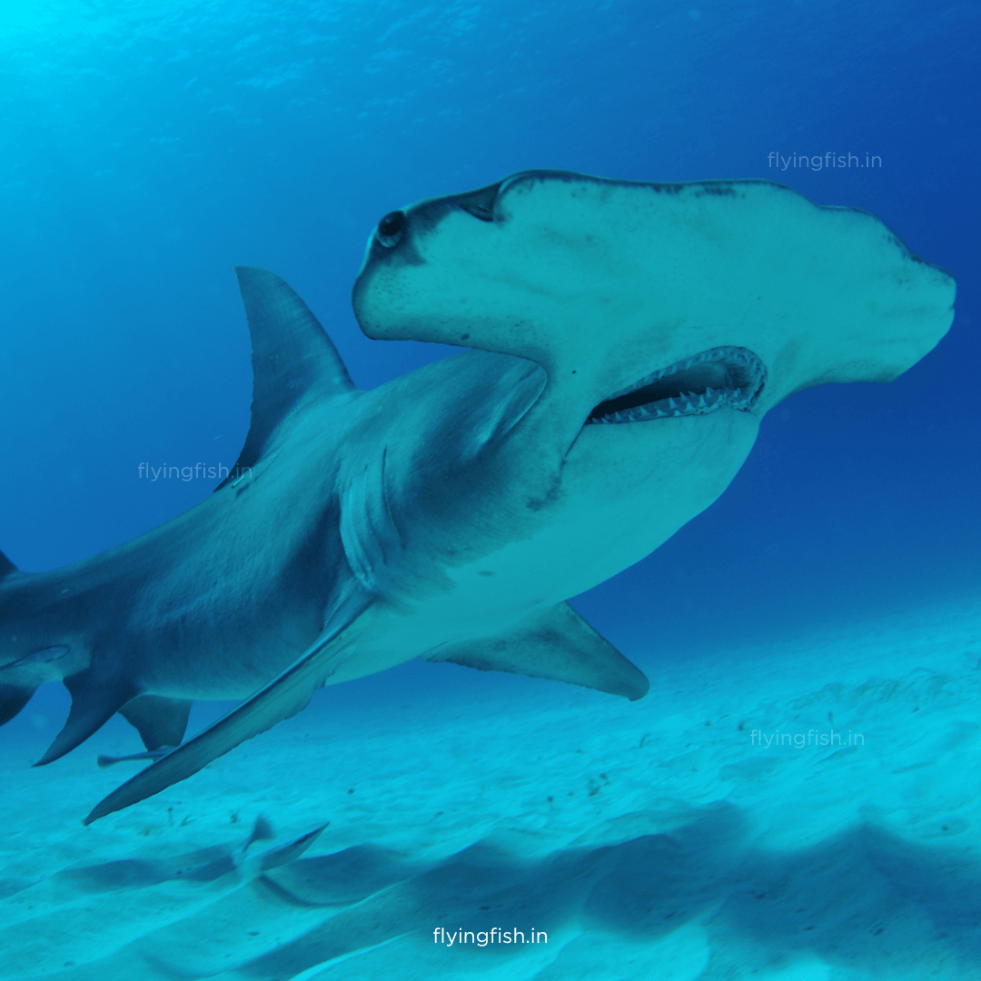 How many Shark Species Are There? Must Read! - FLYING FISH DIVING INDIA PRIVATE LIMITED
