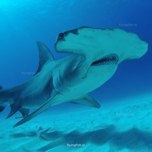 How many Shark Species Are There? Must Read! - FLYING FISH DIVING INDIA PRIVATE LIMITED
