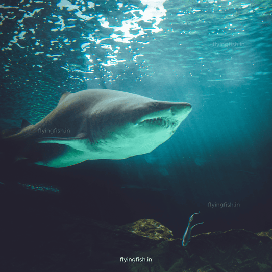 Top 7 Unseen Underwater Creatures | You have to Check this! | Scuba Diving - FLYING FISH DIVING INDIA PRIVATE LIMITED