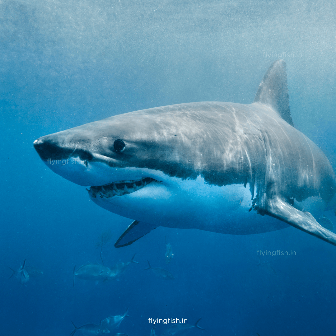 Are Sharks Dangerous? - FLYING FISH DIVING INDIA PRIVATE LIMITED