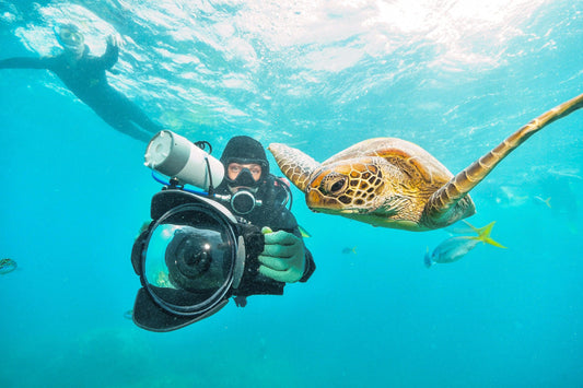 8 Simple Ways You Can Help Save Our Oceans - FLYING FISH DIVING INDIA PRIVATE LIMITED
