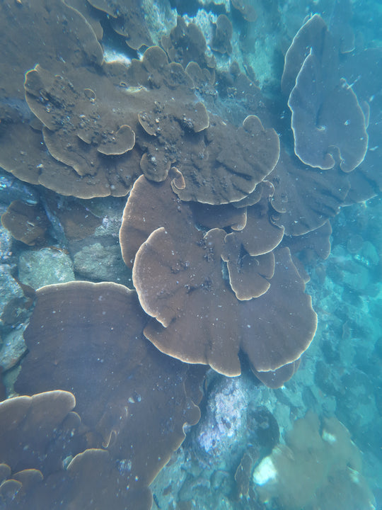 Scuba diving photo