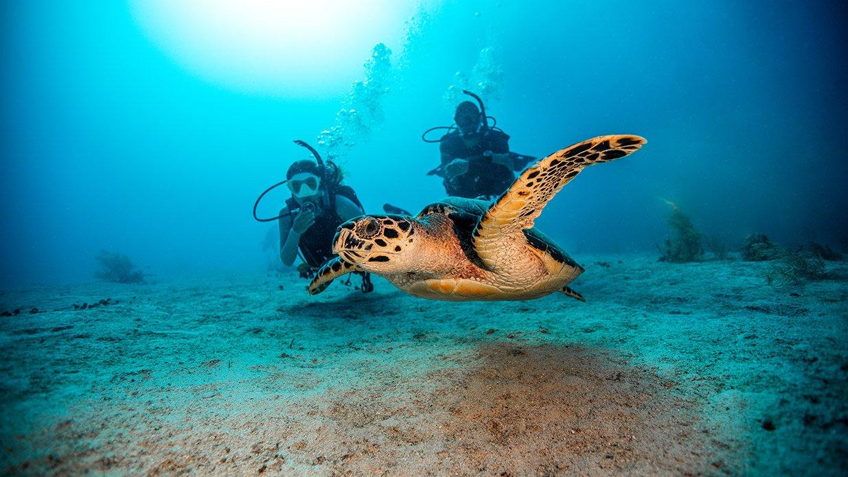 PADI Open Water Diver - FLYING FISH DIVING INDIA PRIVATE LIMITED