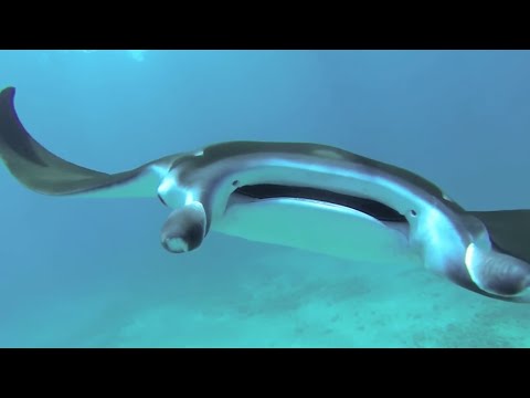 SSI Scuba Diver