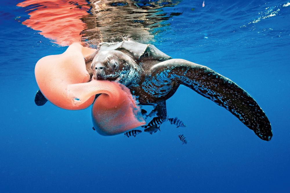 Discover 11 Fascinating Turtle Facts and Learn to Distinguish Between Them!