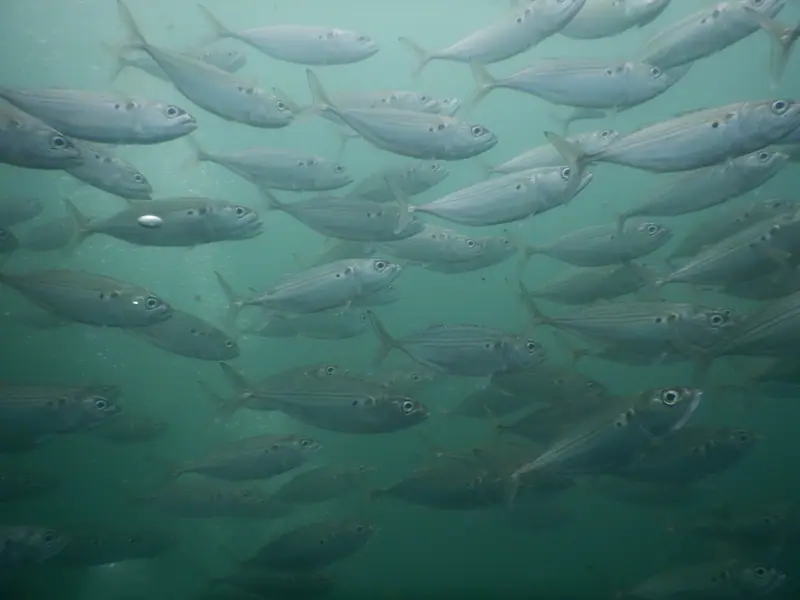 A school of fish at a Goa dive site