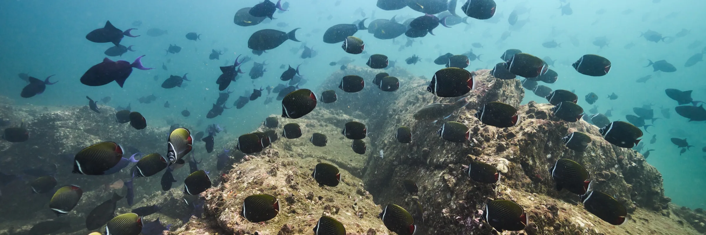 Scuba diving in Goa price: school of red-tailed butterflyfish and triggerfish over a reef at a Goa dive site
