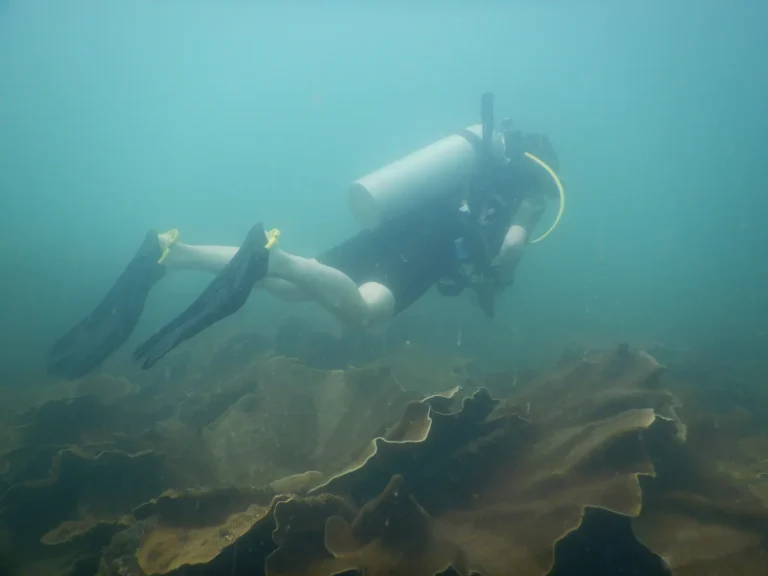 Diver in white fins swims level over a bed of brown plate coral in hazy water