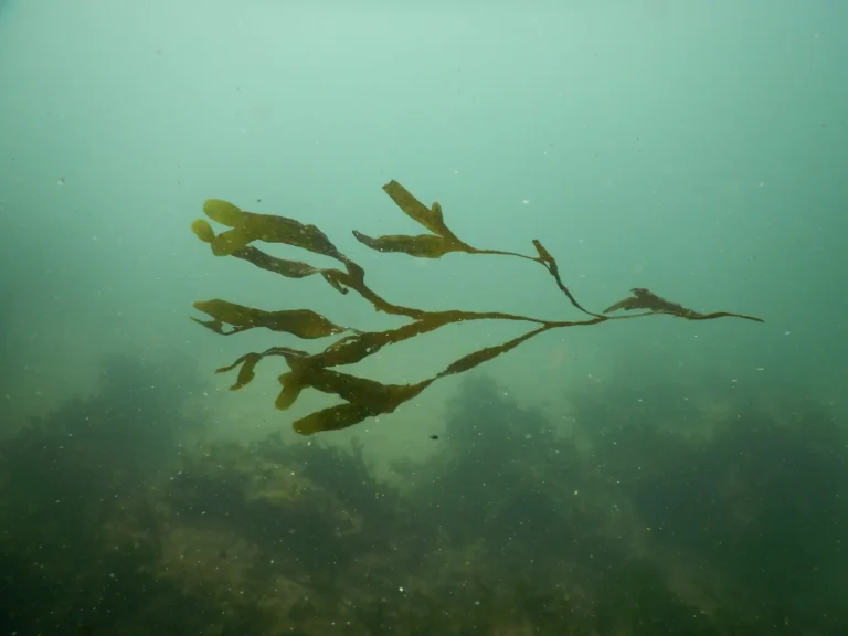A long strand of brown seaweed drifts in green water above a weedy seabed