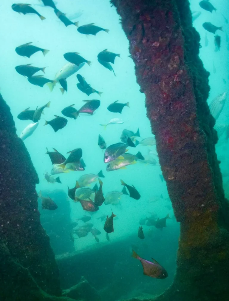Fish of several kinds swim between encrusted beams of a sunken structure in green water