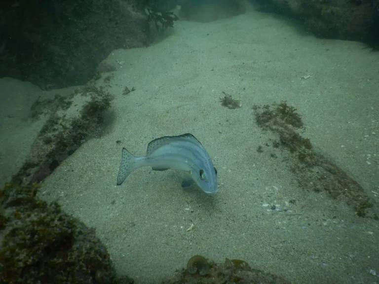 Pale fish swims over a sandy gully between dark rocks covered in algae