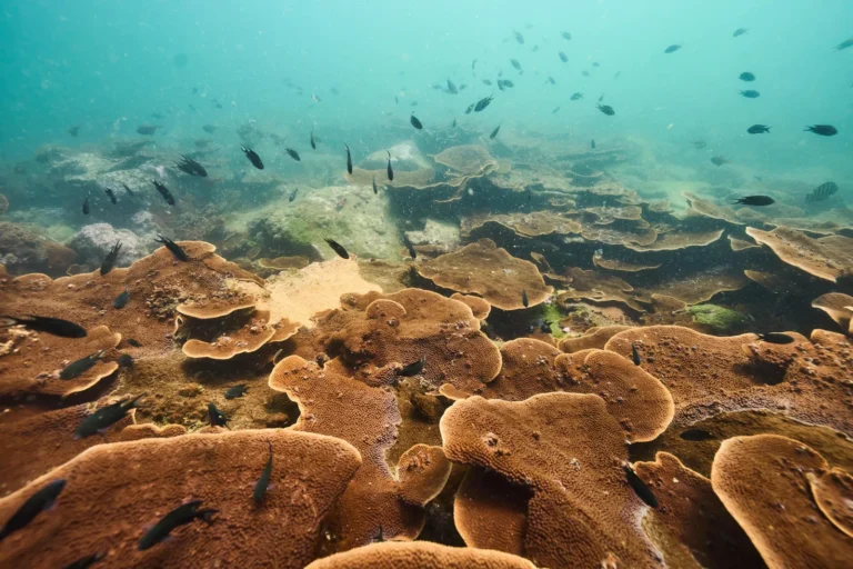 Field of brown plate corals with many small damselfish in green-blue water