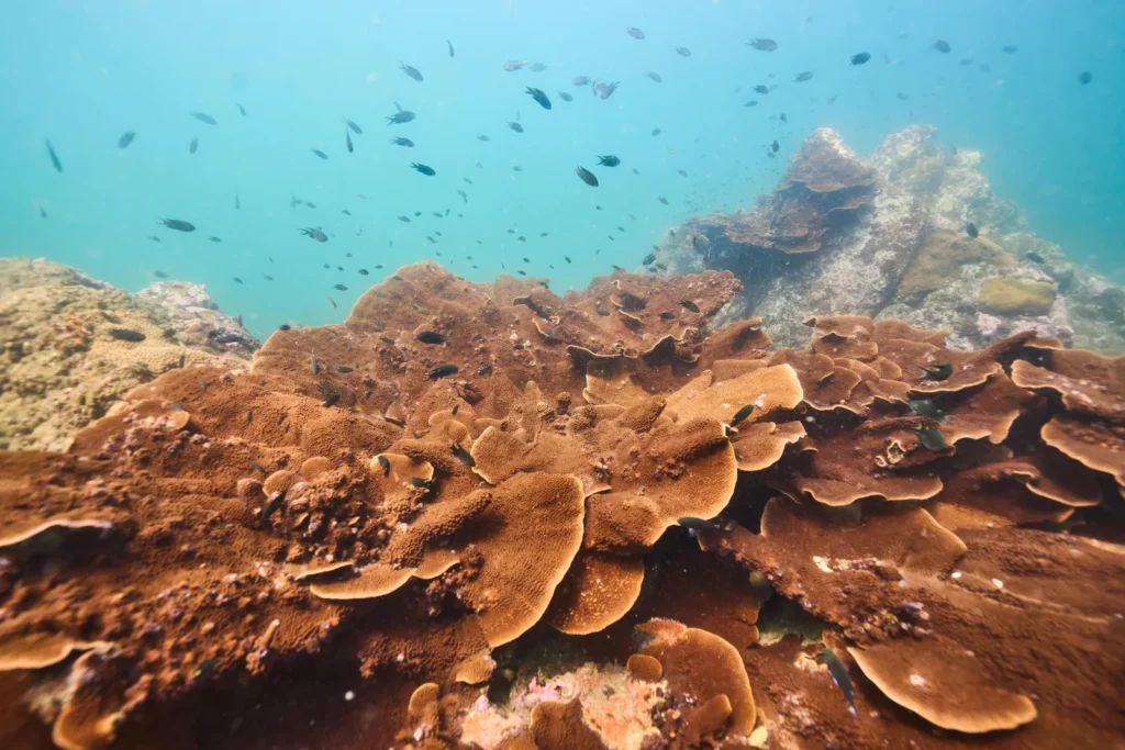 Brown plate corals with schools of small fish in clear blue water