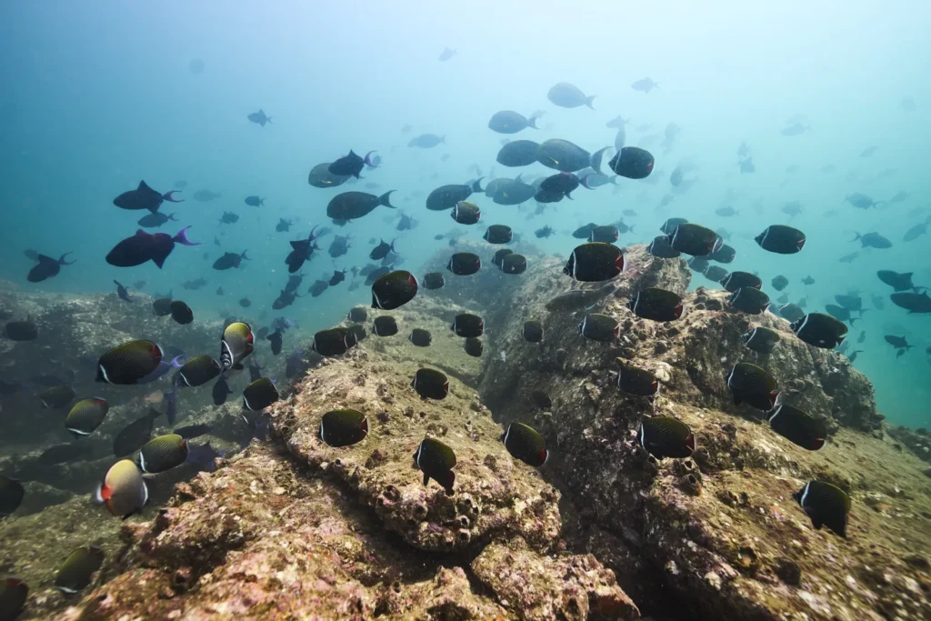 Butterflyfish and surgeonfish swarming over a rocky reef in blue water