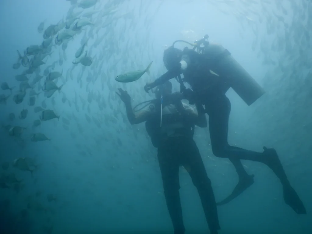 Two divers in silhouette surrounded by a large school of fish