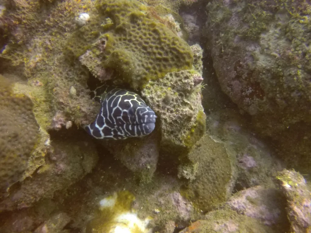 Honeycomb moray eel peeking out of a coral crevice