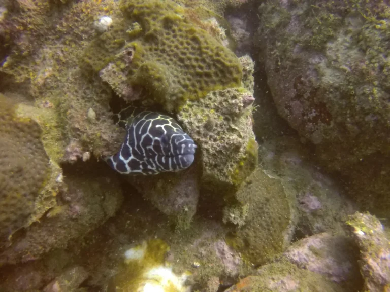 Honeycomb moray eel peeking out of a coral crevice