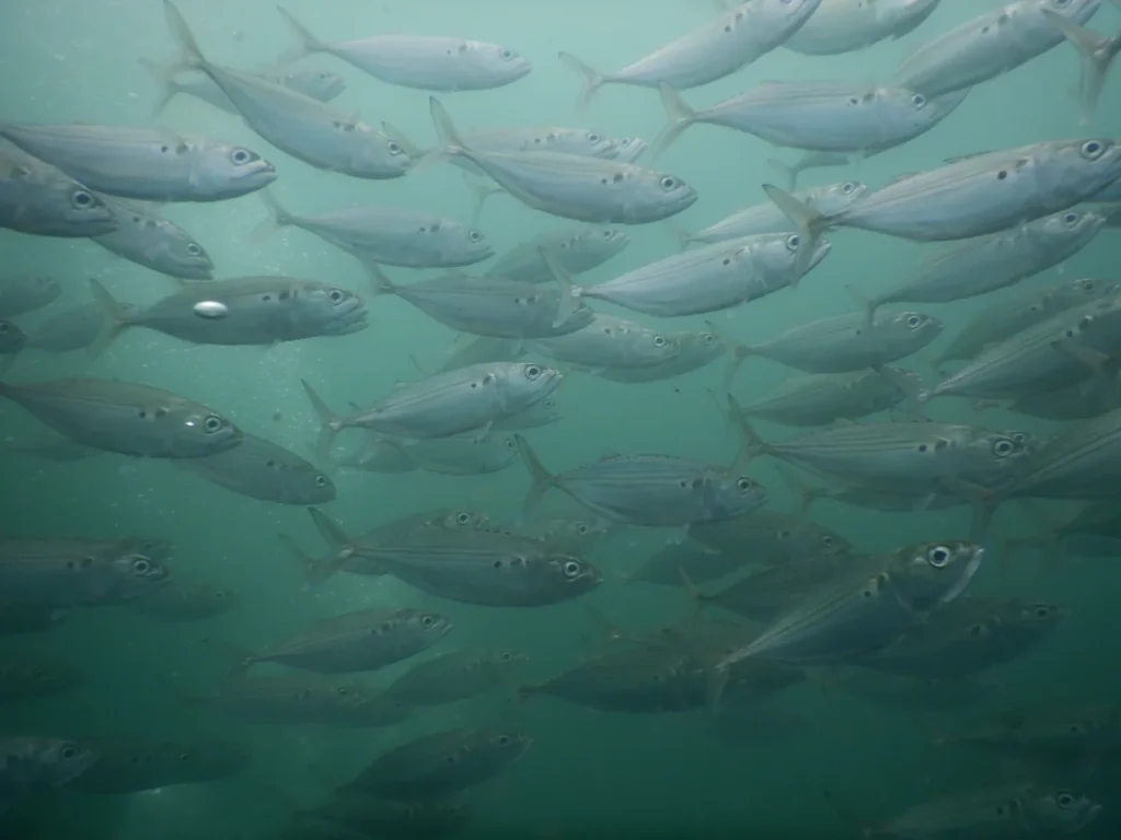 Dense school of silver scad swimming toward the camera in green water