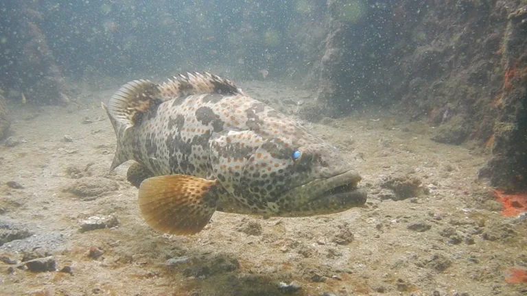 Spotted grouper swimming over a sandy wreck floor with orange sponge at the edges