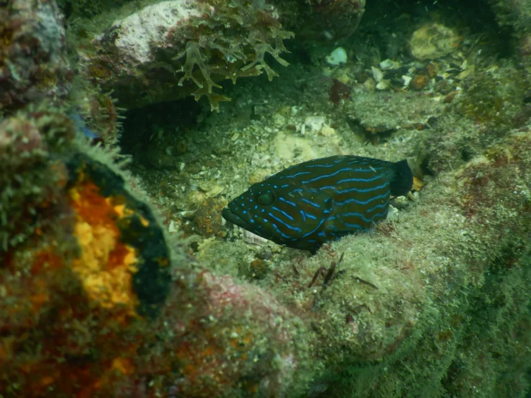 Blue-lined grouper resting among encrusted rocks and sponges