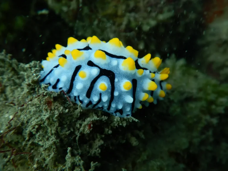 Close-up of a yellow, white and black Phyllidia nudibranch on the reef