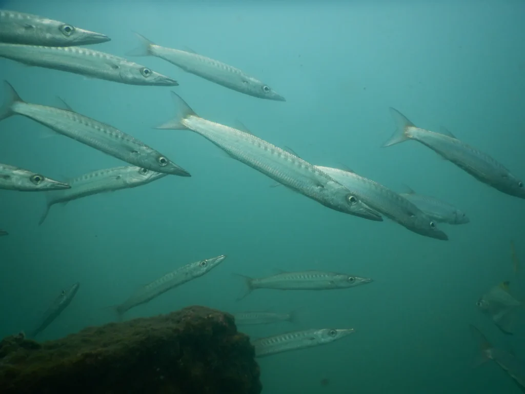 School of barracuda swimming past a rock