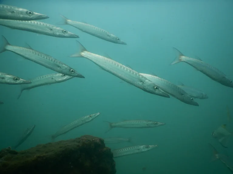School of barracuda swimming past a rock