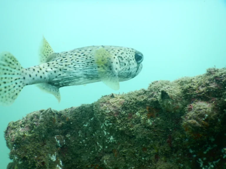 Spotted porcupinefish swimming over an encrusted rock