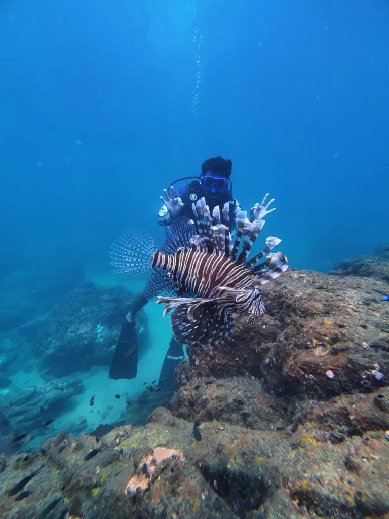 Diver giving OK signs behind a lionfish on a rocky reef in blue water