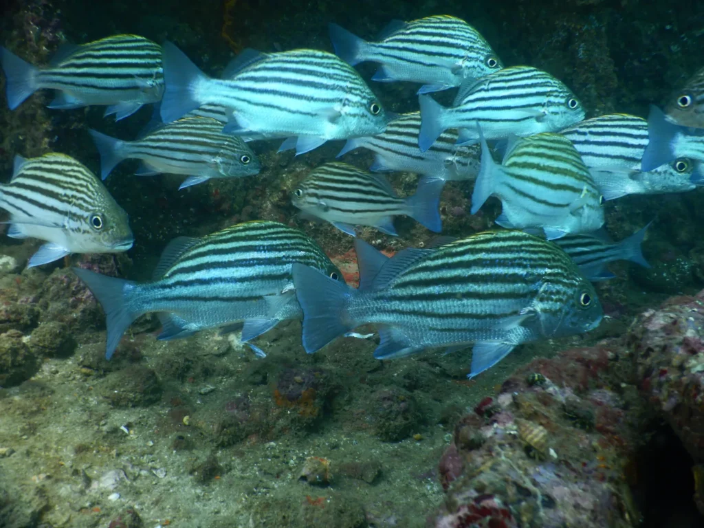 Dense school of striped grunts over a rocky reef