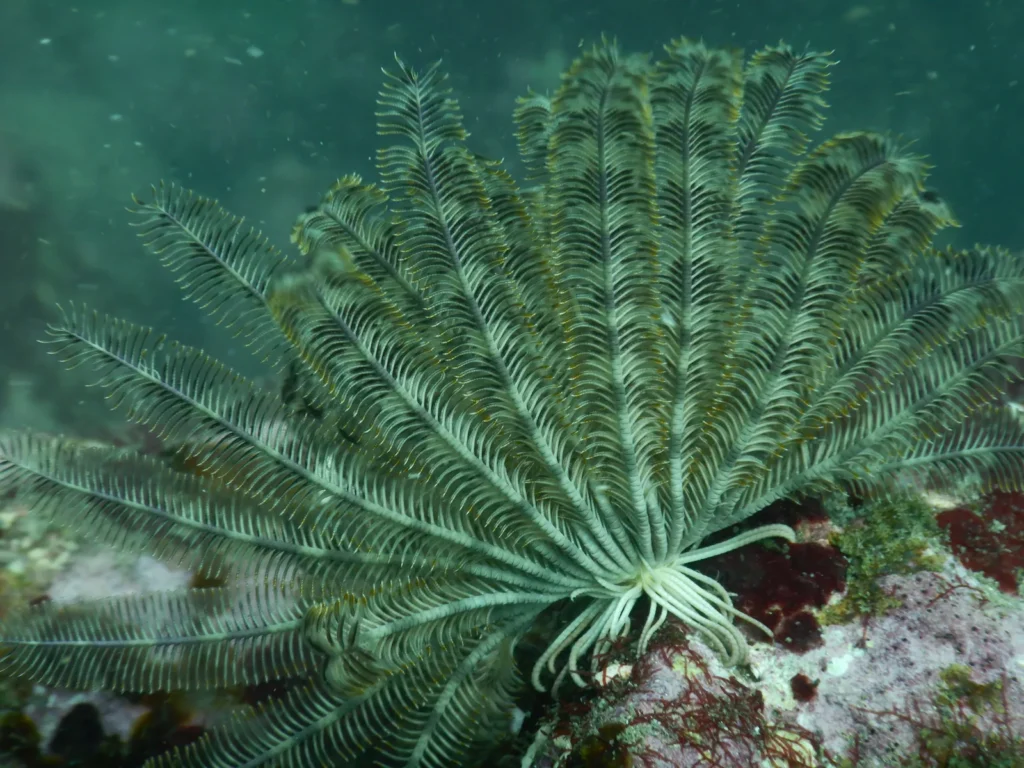 Feather star crinoid spread open on the reef