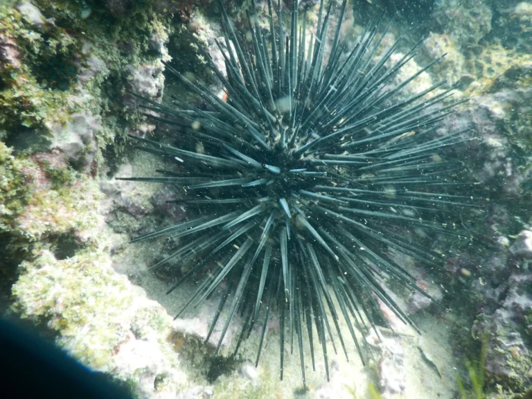 Long-spined black sea urchin on a rocky reef
