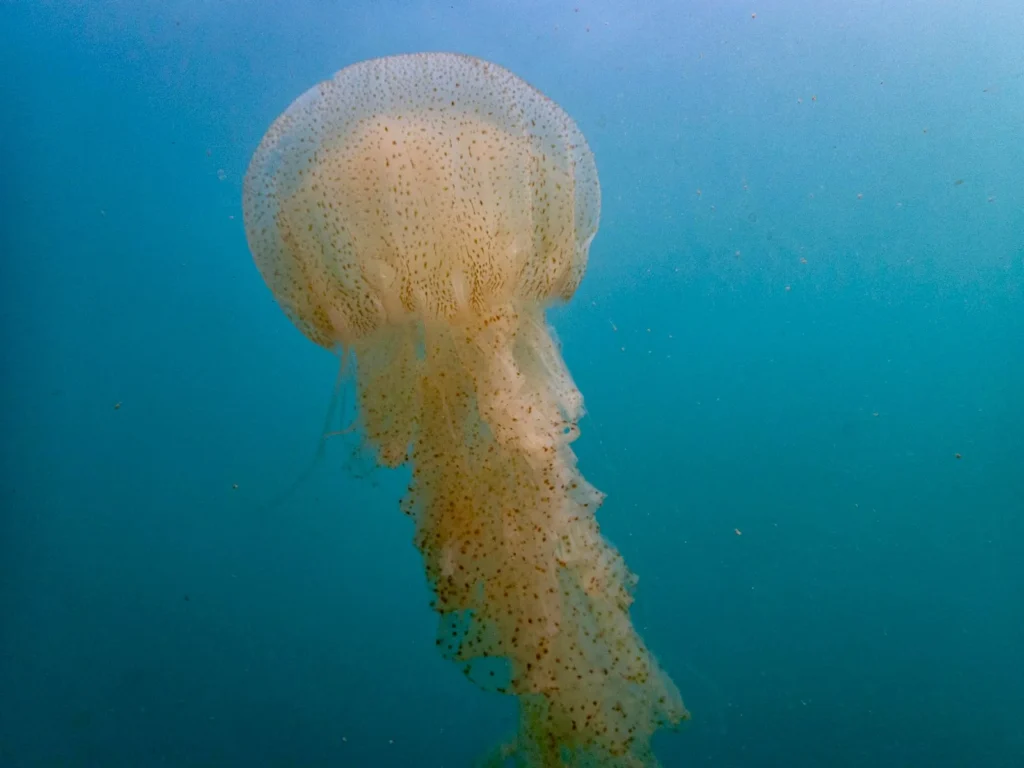 Large spotted orange jellyfish drifting in clear blue water