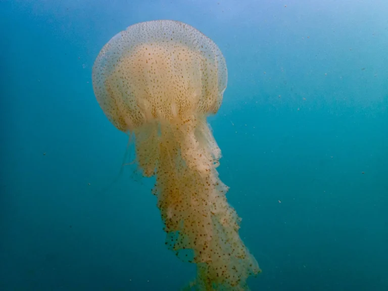 Large spotted orange jellyfish drifting in clear blue water