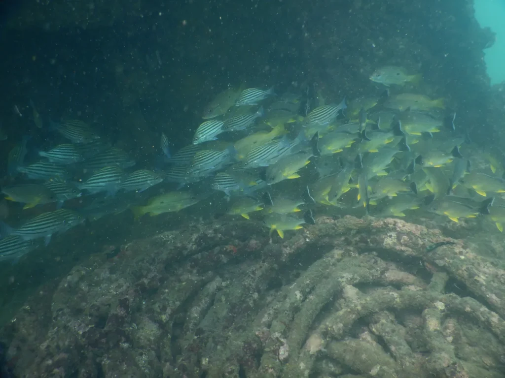 School of yellow-striped snappers and grunts over encrusted wreck chain and structure