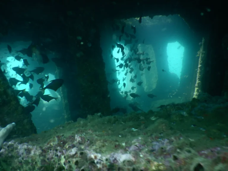 Inside a shipwreck, light streams through openings past silhouetted schools of fish