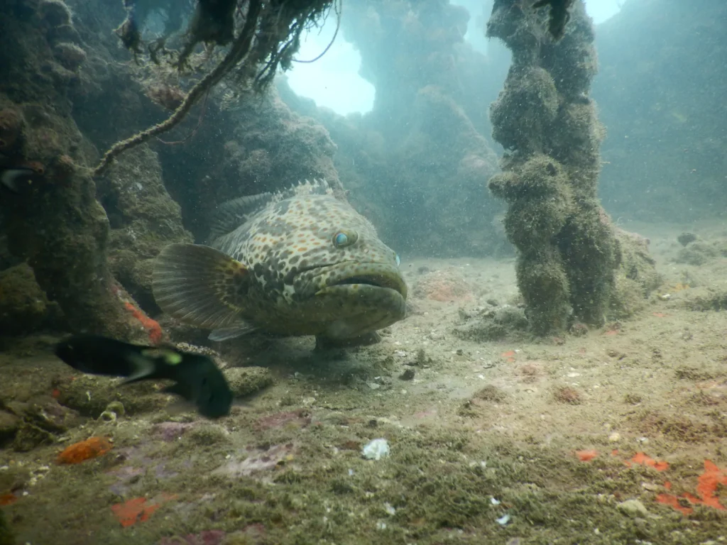 Large spotted grouper resting inside a shipwreck framed by encrusted pillars