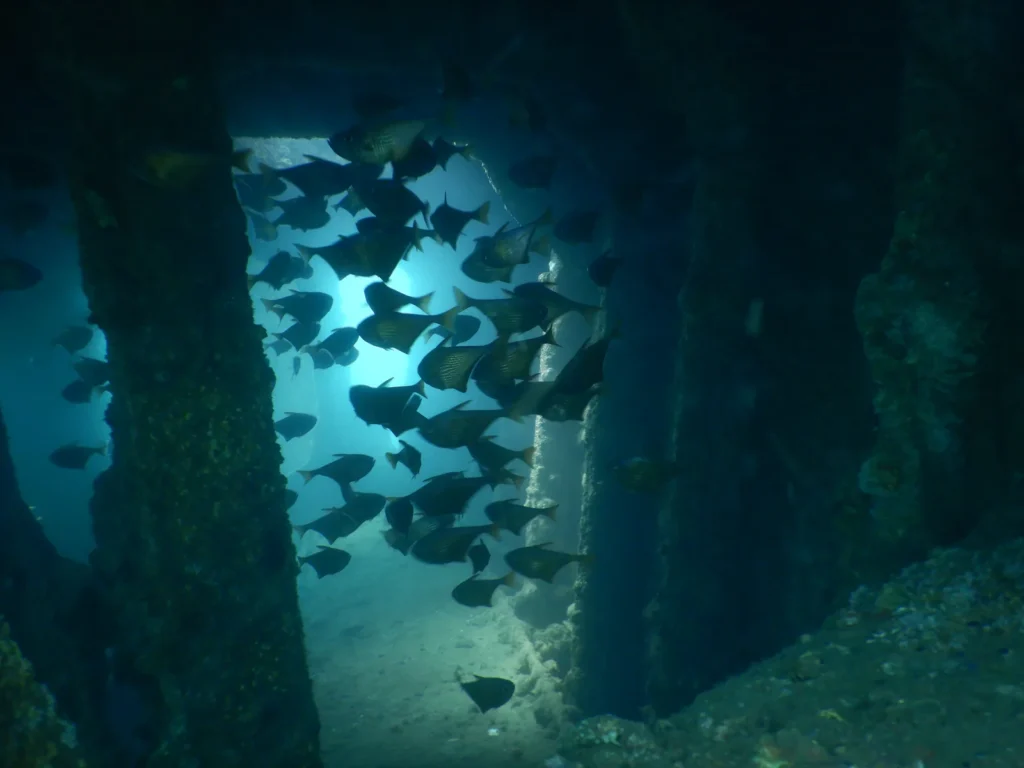 Silhouetted school of fish framed by wreck pillars and blue light