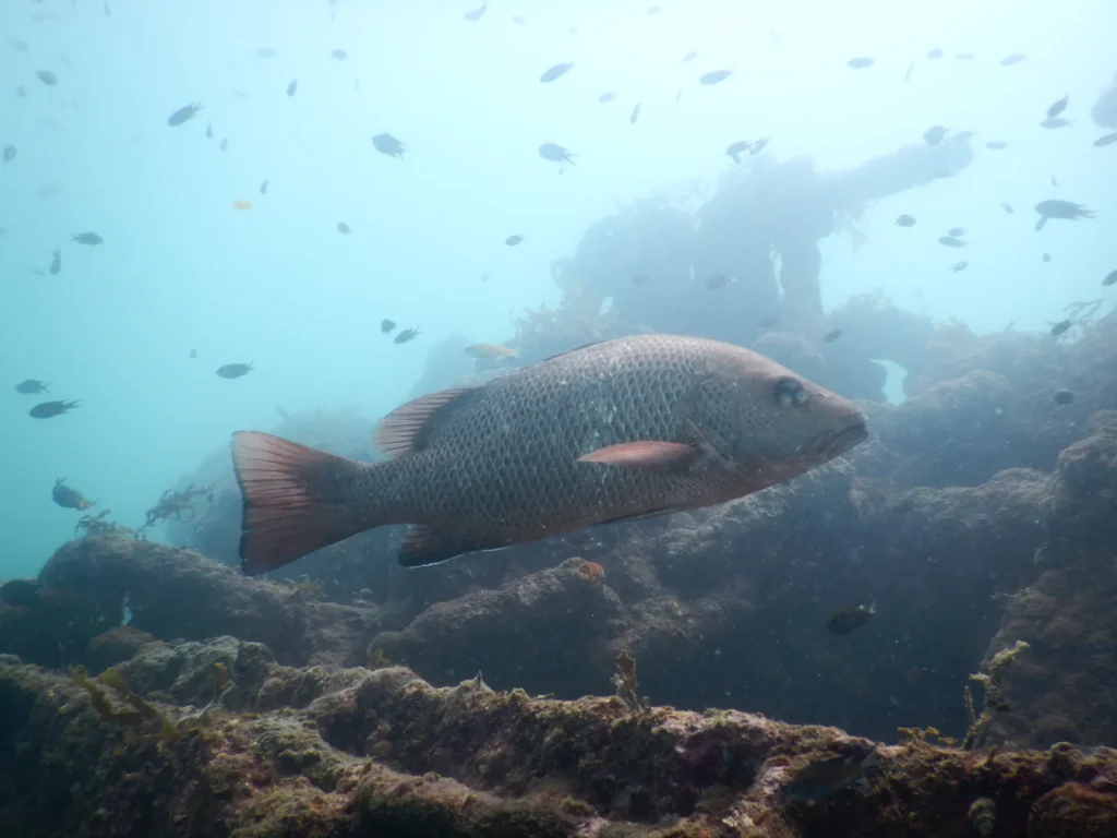 Large snapper swimming over an encrusted wreck with small fish behind