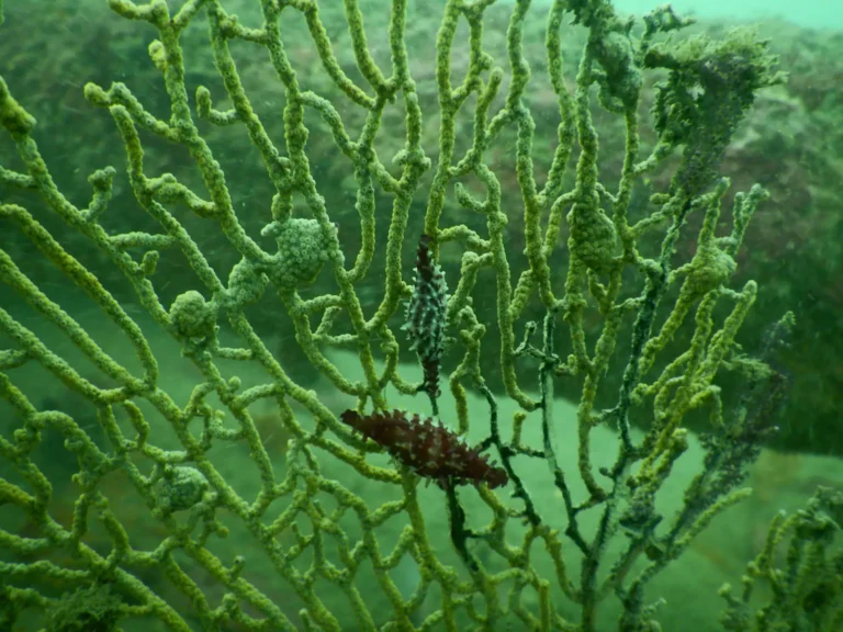 Close view of a branching sea fan covered in green growth, with a small reddish creature clinging to it