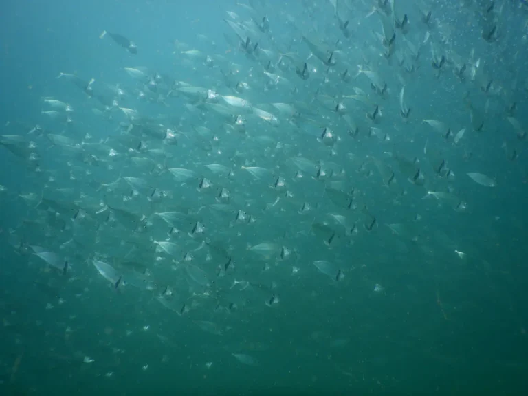 Hundreds of silver fish fill the blue-green water in a large moving school
