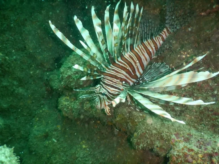 A lionfish with long striped fins spread wide hovers over a green, algae covered rock