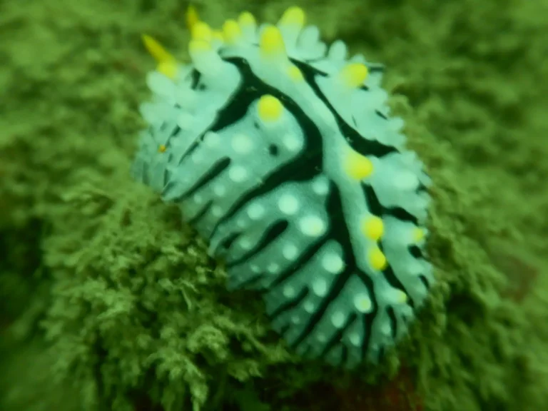 Close-up of a pale green and black nudibranch dotted with yellow bumps, resting on soft algae