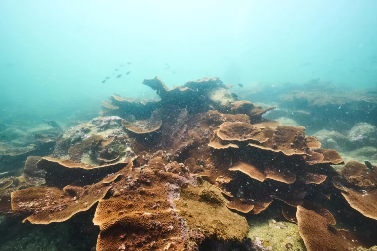 Mound of brown plate coral layered like shelves, with a few small fish in the hazy blue water above